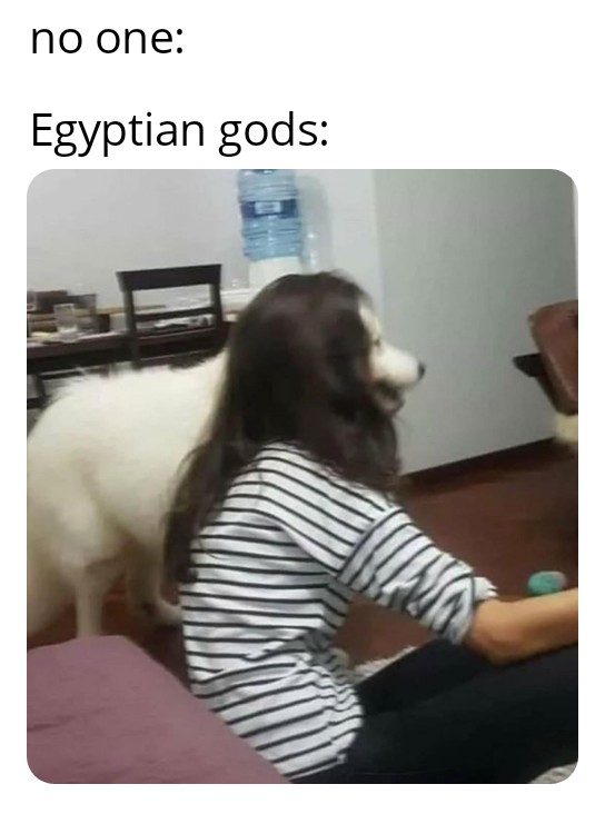cursed dog - no one Egyptian gods