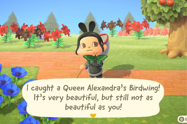 animal crossing new horizons peacock butterfly - I caught a Queen Alexandra's Birdwing! It's very beautiful, but still not as beautiful as you!