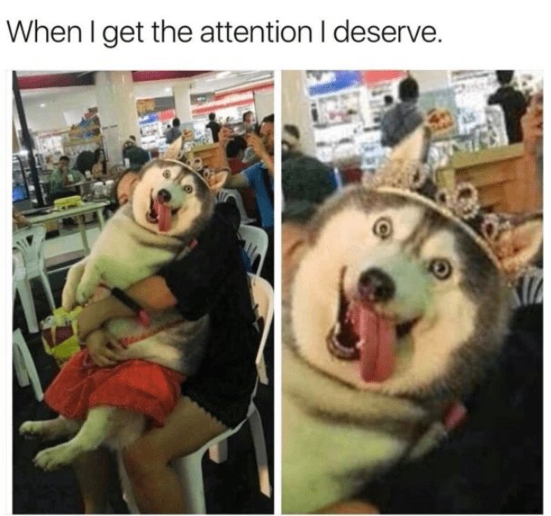 best memes today - When I get the attention I deserve.