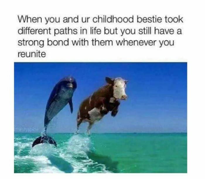 cow dolphin meme - When you and ur childhood bestie took different paths in life but you still have a strong bond with them whenever you reunite