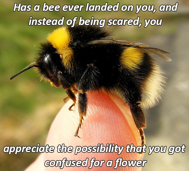 bumblebee docile - Has a bee ever landed on you, and instead of being scared, you appreciate the possibility that you got confused for a flower