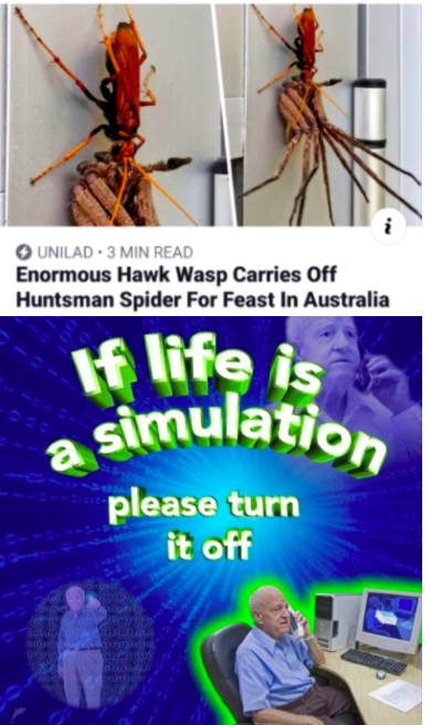 if life is a simulation turn it off - Unilad 3 Min Read Enormous Hawk Wasp Carries Off Huntsman Spider For Feast In Australia If life is simulation please turn it off