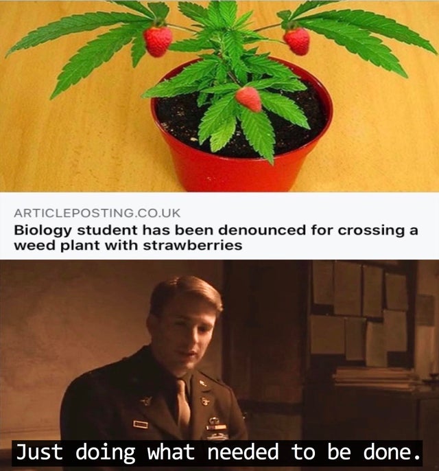 Biology student has been denounced for crossing a weed plant with strawberries - Just doing what needed to be done.