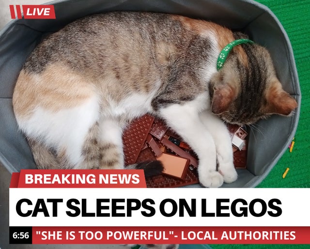 photo caption - Live Breaking News Cat Sleeps On Legos "She Is Too Powerful" Local Authorities
