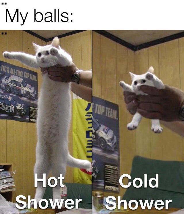 long cat meowth - My balls Tcs AllTume Top Tem. 12 Hot Cold Shower Shower
