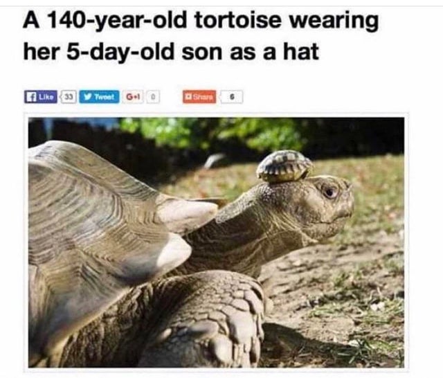 turtle memes - A 140yearold tortoise wearing her 5dayold son as a hat s o et Gol Stars