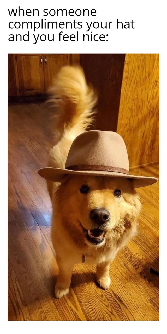 dogs wearing hats - when someone compliments your hat and you feel nice