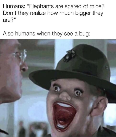 show me your war face meme - Humans "Elephants are scared of mice? Don't they realize how much bigger they are?" Also humans when they see a bug