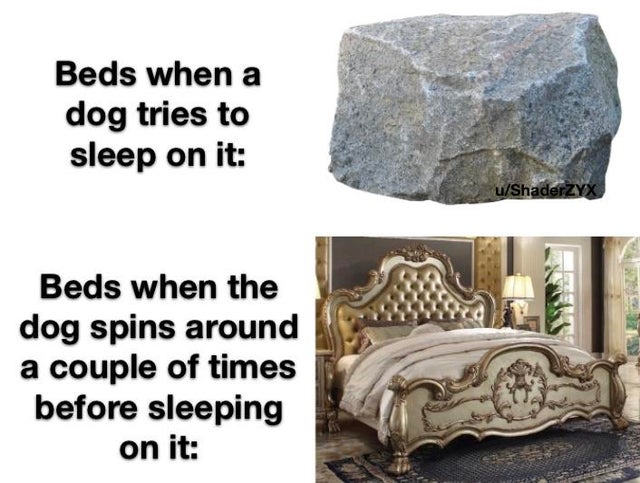 furniture - Beds when a dog tries to sleep on it uShaderZyX Beds when the dog spins around a couple of times before sleeping on it
