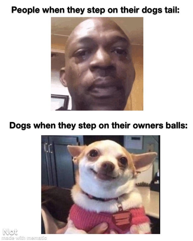 chihuahua mom meme - People when they step on their dogs tail Dogs when they step on their owners balls Not made with mematic