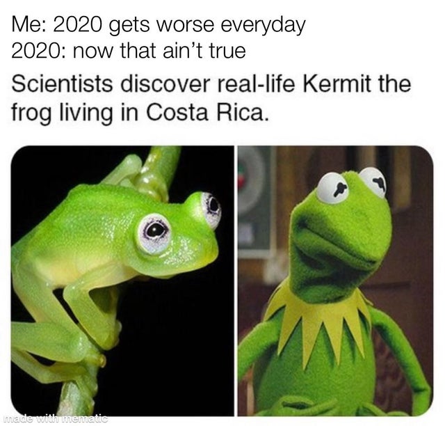 frog meme real life - Me 2020 gets worse everyday 2020 now that ain't true Scientists discover reallife Kermit the frog living in Costa Rica. made with mematic