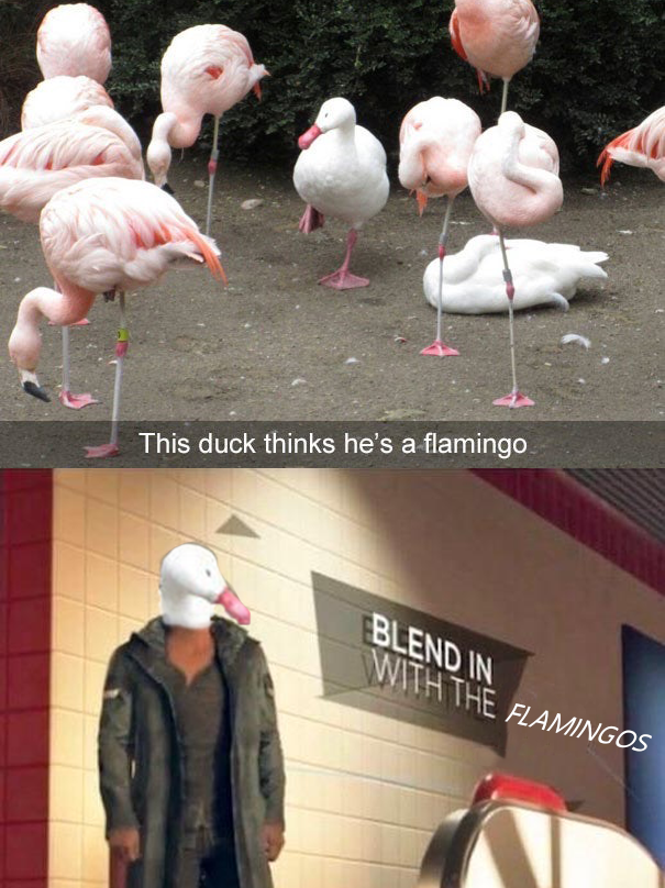 This duck thinks he's a flamingo Blend In With The Flamingos