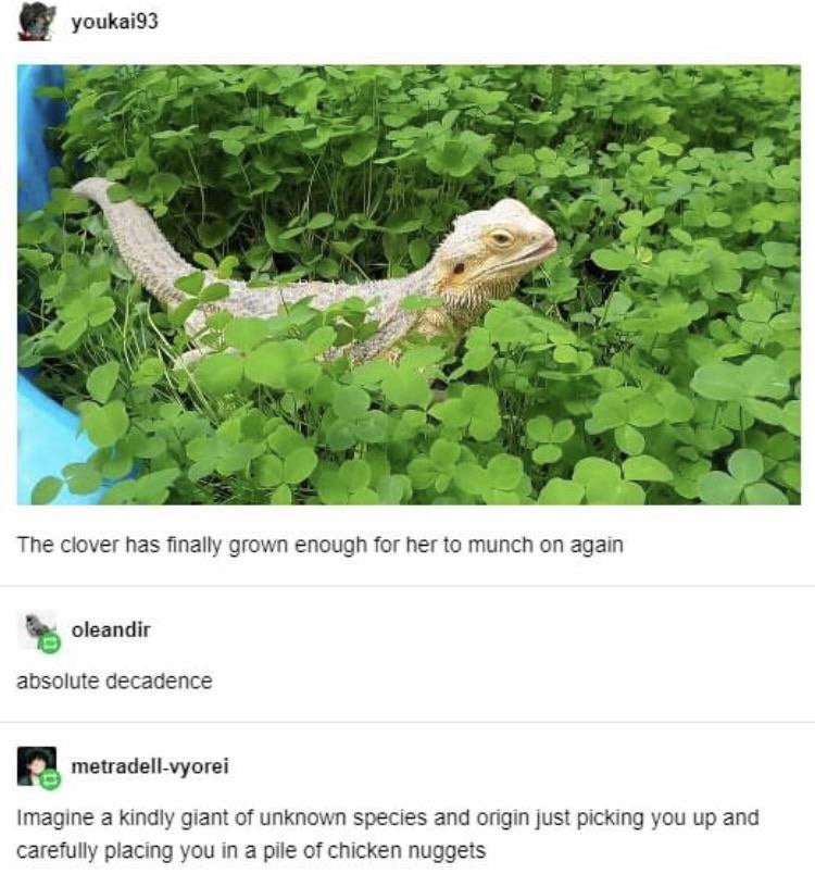 grass - youkai93 The clover has finally grown enough for her to munch on again oleandir absolute decadence metradellvyorei Imagine a kindly giant of unknown species and origin just picking you up and carefully placing you in a pile of chicken nuggets