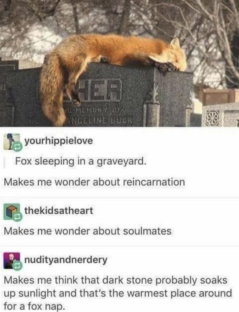 fox sleeping in a graveyard - , Angeline Buck yourhippielove Fox sleeping in a graveyard. Makes me wonder about reincarnation thekidsatheart Makes me wonder about soulmates nudityandnerdery Makes me think that dark stone probably soaks up sunlight and tha