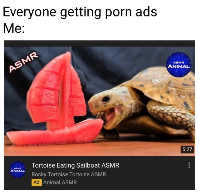 Video - Everyone getting porn ads Me Asmr Animal Asmr ... Abm Animal Tortoise Eating Sailboat Asmr Rocky Tortoise Tortoise Asmr Ad Animal Asmr