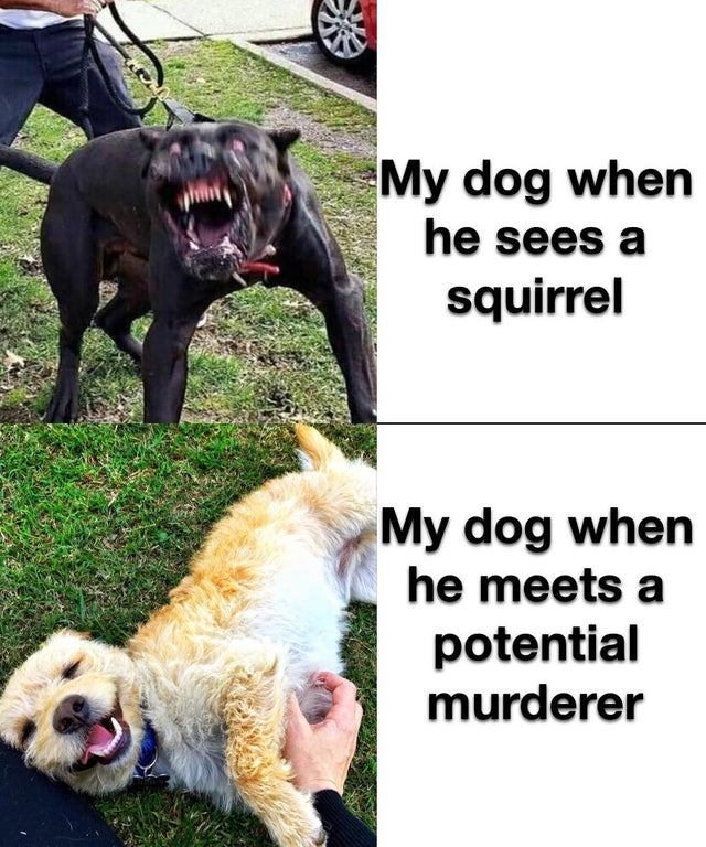 My dog when he sees a squirrel My dog when he meets a potential murderer
