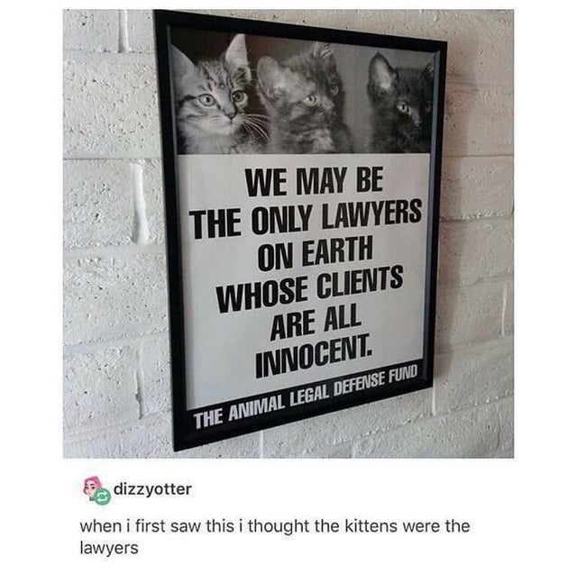 we may be the only lawyers whose clients are all innocent - We May Be The Only Lawyers On Earth Whose Clients Are All Innocent. The Animal Legal Defense Fund dizzyotter when i first saw this i thought the kittens were the lawyers