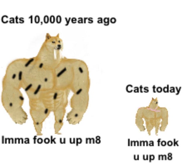 wildlife - Cats 10,000 years ago Cats today Imma fook u up m8 Imma fook u up m8