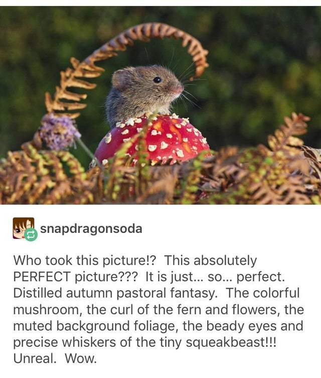 mouse on a mushroom - snapdragonsoda Who took this picture!? This absolutely Perfect picture??? It is just... So... perfect. Distilled autumn pastoral fantasy. The colorful mushroom, the curl of the fern and flowers, the muted background foliage, the bead