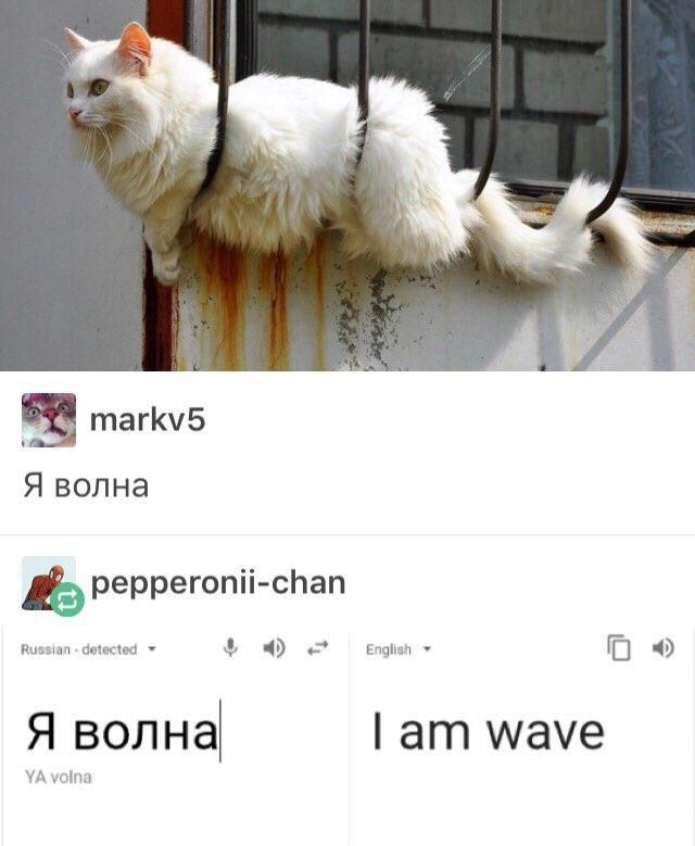 russian cat memes - markv5 pepperoniichan Russian detected English I am wave Ya volna