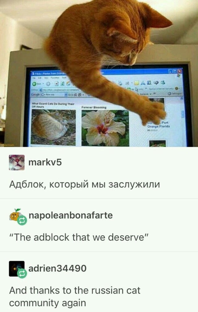 cat adblock - Who Oward Curs Do During the Forever Blog Pent Orange Florida markv5 , napoleanbonafarte The adblock that we deserve adrien34490 And thanks to the russian cat community again