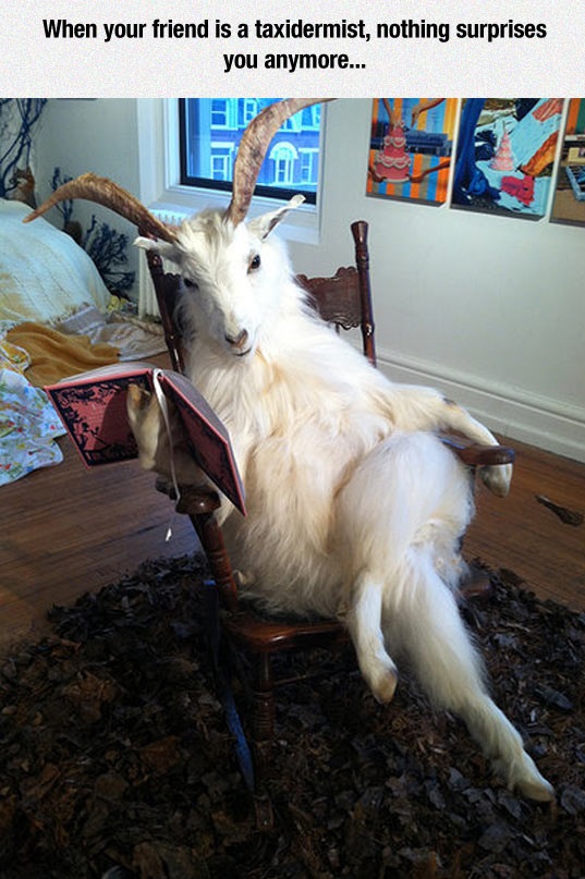 goat funny - When your friend is a taxidermist, nothing surprises you anymore...