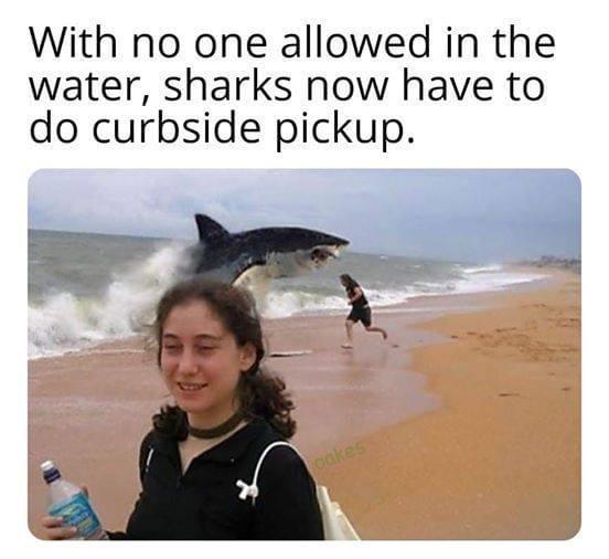 great white shark memes - With no one allowed in the water, sharks now have to do curbside pickup. cakes