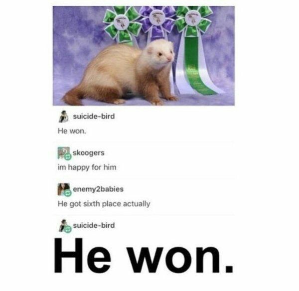he won ferret meme - suicidebird He won. skoogers im happy for him enemy2babies He got sixth place actually suicidebird He won.
