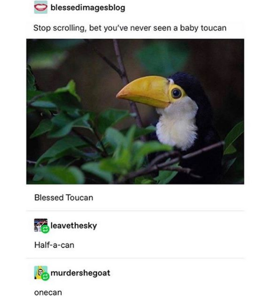 baby toucans - blessedimagesblog Stop scrolling, bet you've never seen a baby toucan Blessed Toucan leavethesky Halfacan murdershegoat onecan