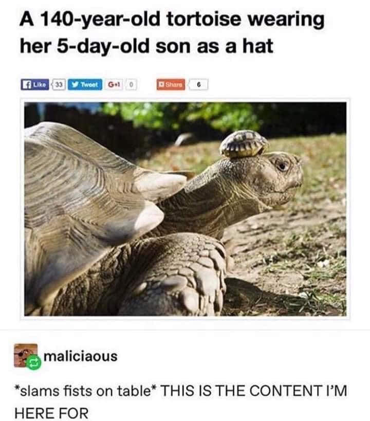tortoise memes - A 140yearold tortoise wearing her 5dayold son as a hat Liko 39 Thoot 6.10 maliciaous slams fists on table This Is The Content I'M Here For
