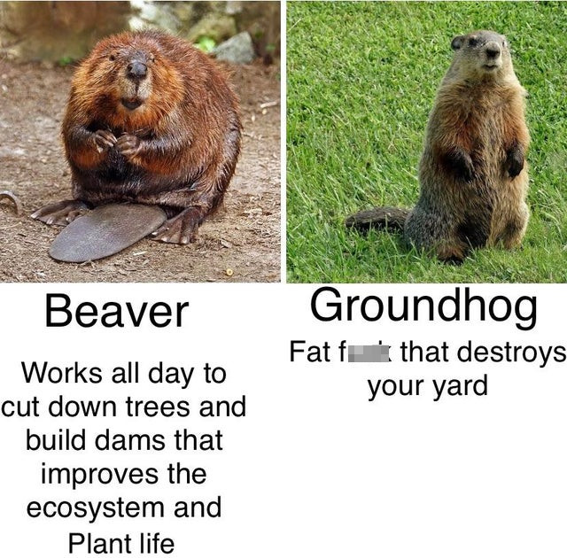 beaver mink - Beaver Groundhog Fat fe that destroys your yard Works all day to cut down trees and build dams that improves the ecosystem and Plant life