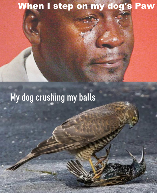 raptor bird - When I step on my dog's Paw My dog crushing my balls