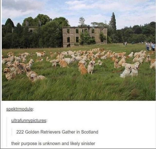 golden retriever gathering scotland - spektmodule ultrafunnypictures 222 Golden Retrievers Gather in Scotland their purpose is unknown and ly sinister