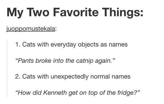 name funny tumblr posts - My Two Favorite Things juoppomustekala 1. Cats with everyday objects as names Pants broke into the catnip again. 2. Cats with unexpectedly normal names How did Kenneth get on top of the fridge?