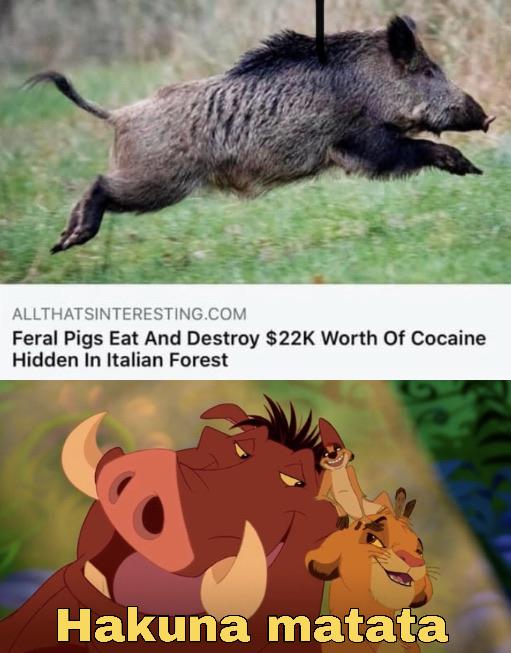 wild boar - Allthatsinteresting.Com Feral Pigs Eat And Destroy $22K Worth Of Cocaine Hidden In Italian Forest Hakuna matata