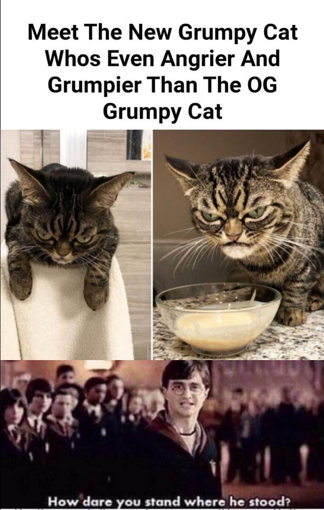 angry kitzia - Meet The New Grumpy Cat Whos Even Angrier And Grumpier Than The Og Grumpy Cat How dare you stand where he stood?