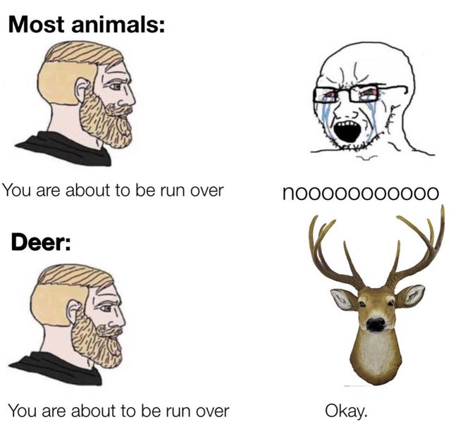 nichijou spoiler meme - Most animals You are about to be run over noo000000000 Deer You are about to be run over Okay.