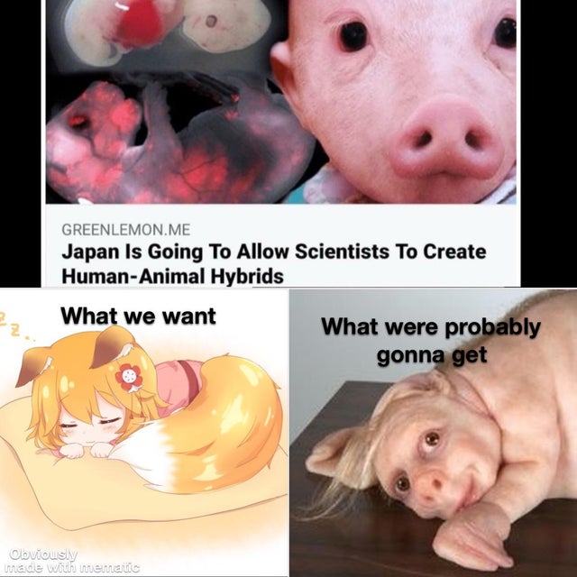 photo caption - Greenlemon.Me Japan Is Going To Allow Scientists To Create HumanAnimal Hybrids What we want What were probably gonna get Obviously made with memantic