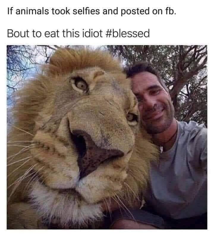 bout to eat this idiot #blessed - If animals took selfies and posted on fb. Bout to eat this idiot