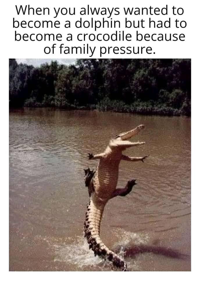 happy crocodile - When you always wanted to become a dolphin but had to become a crocodile because of family pressure.