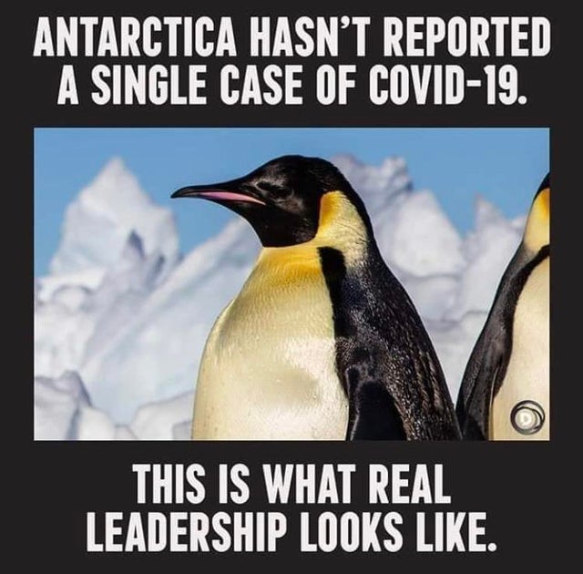fauna - Antarctica Hasn'T Reported A Single Case Of Covid19. This Is What Real Leadership Looks .