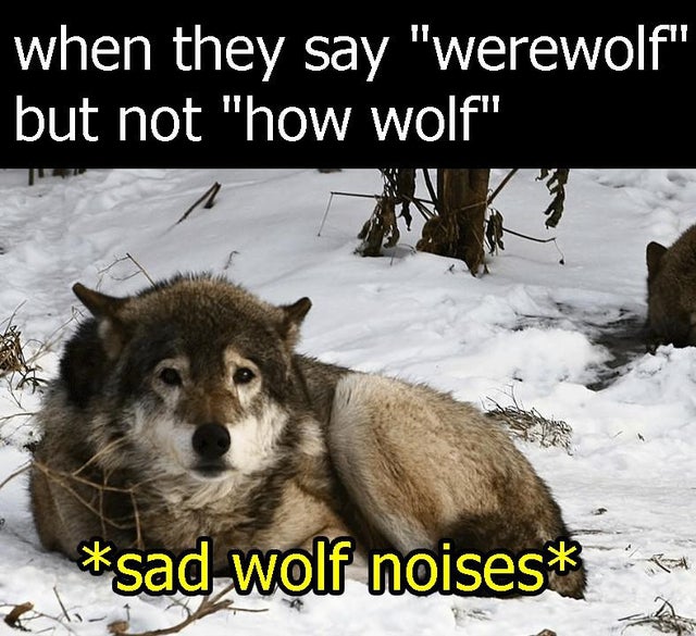 sad wolf - when they say Werewolf but not how wolf sad wolf noises