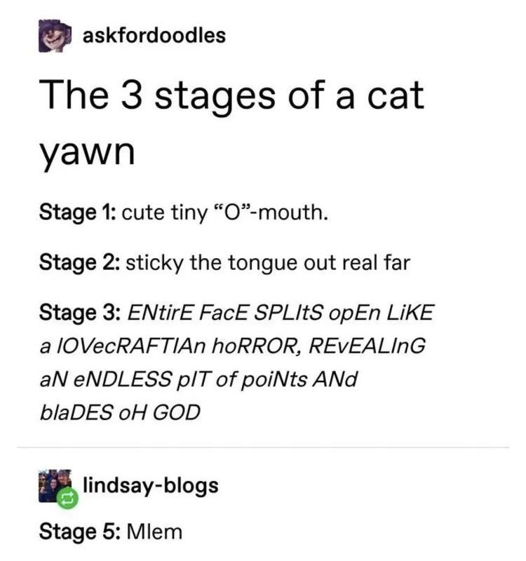 cats yawn meme - askfordoodles The 3 stages of a cat yawn Stage 1 cute tiny Omouth. Stage 2 sticky the tongue out real far Stage 3 ENtirE FacE Splits opEn a Iovecraftian Horror, Revealing An Endless It of points And blaDES Oh God lindsayblogs Stage 5 Mlem
