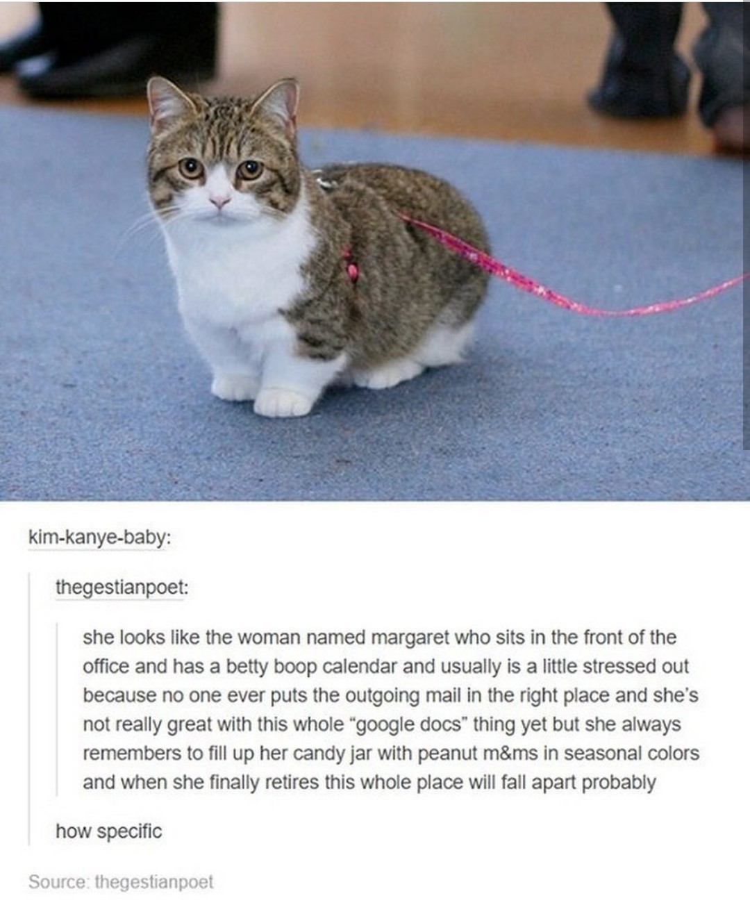 midget cat - kimkanyebaby thegestianpoet she looks the woman named margaret who sits in the front of the office and has a betty boop calendar and usually is a little stressed out because no one ever puts the outgoing mail in the right place and she's not 