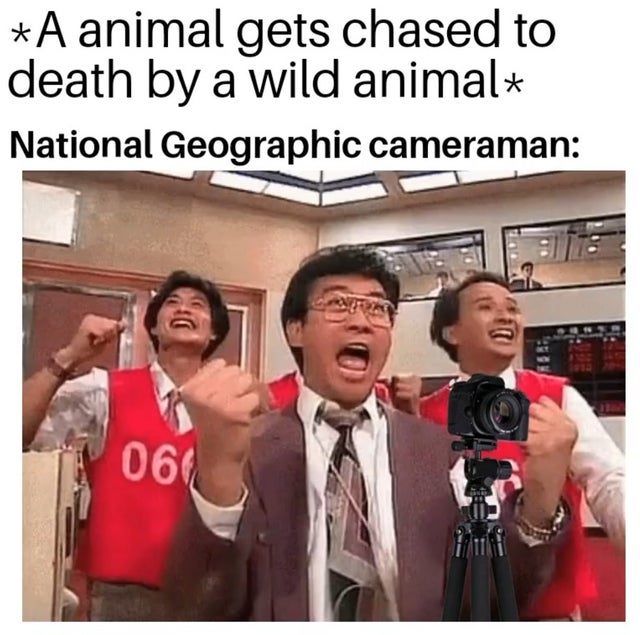 photo caption - A animal gets chased to death by a wild animal National Geographic cameraman 060