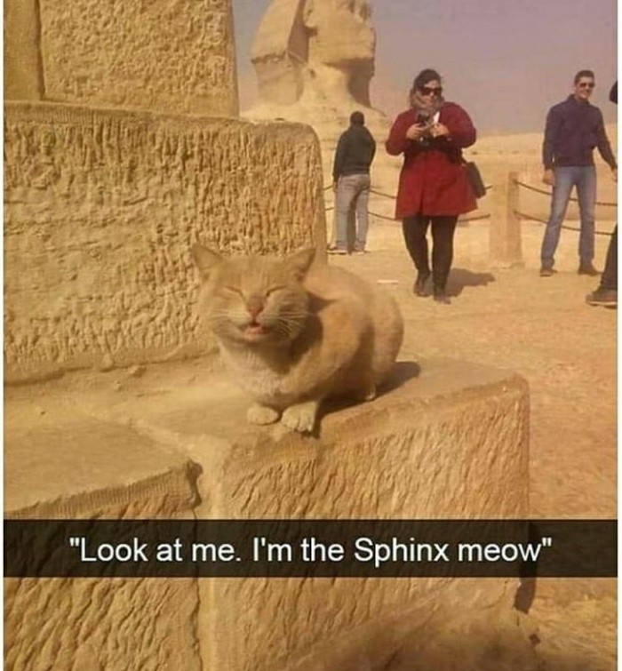 Look at me. I'm the Sphinx meow