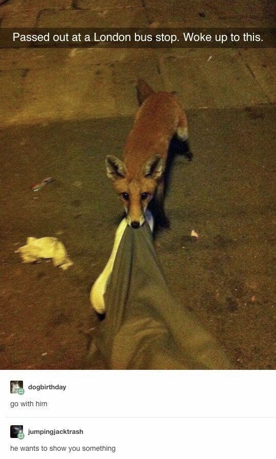 fox on london bus - Passed out at a London bus stop. Woke up to this. - go with him - he wants to show you something