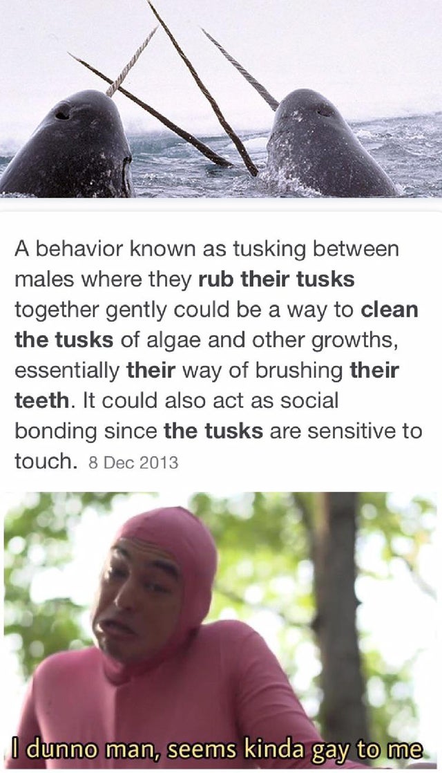 A behavior known as tusking between males where they rub their tusks together gently could be a way to clean the tusks of algae and other growths, essentially their way of brushing their teeth. It could also act as social bonding since th