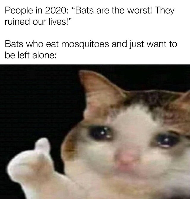 nibba nibbi memes - People in 2020 Bats are the worst! They ruined our lives! Bats who eat mosquitoes and just want to be left alone