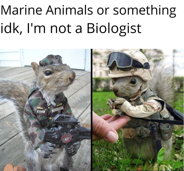 soldier animals funny - Marine Animals or something idk, I'm not a Biologist Ma